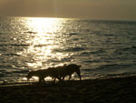 sunce