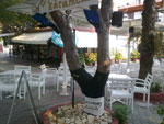 gradic